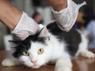 DKP Tangerang Vaksinasi Rabies Gratis Jelang HUT