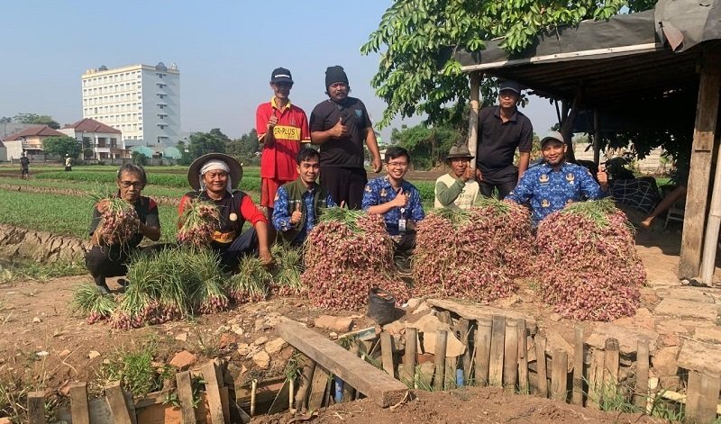 Petani Kota Tangerang Panen Bawang Merah hingga 600 Kilogram